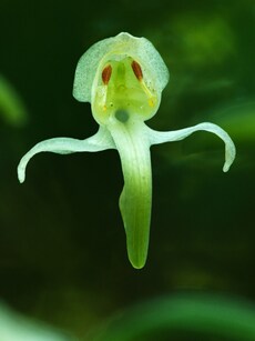 10 Unique Flowers That Seem Almost Unreal