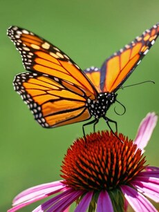 9 Plants That Monarch Butterflies Can’t Resist
