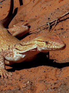 Top 10 Most Dangerous Animals in the Sahara Desert