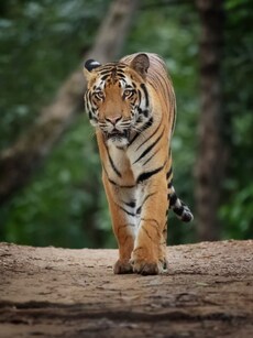 10 Unmissable Wildlife Experiences to Explore in India in 2025