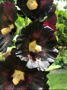 10 Black Flowers That Bloom Only In Winter