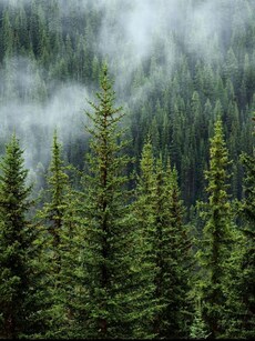 Top 10 Largest Forests in the World