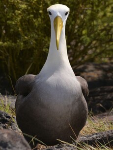 Top 10 Amazing Facts About Albatrosses: Hawaii’s Famous ‘Lesbian’ Bird