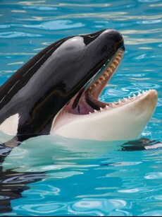 Orcas: 11 Terrifying Facts About Killer Whales