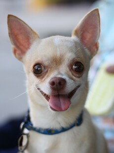 Top 10 Longest-Living Dog Breeds