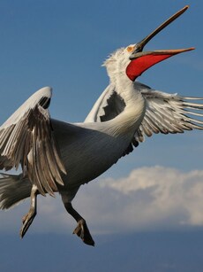 Top 5 Largest Flying  Birds in the World