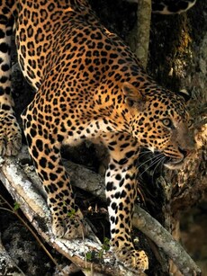 Top 10 Jungle Safaris in India to Explore This January