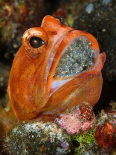 8 Fascinating Animals That Give Birth Through Their Mouth