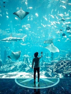Top 10 Largest Aquariums in the World
