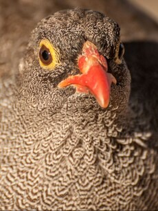 Top 10 Poisonous Birds in the World