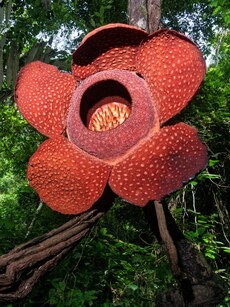 Top 10 Unbelievable Rare Flowers Found in Amazon Rainforest