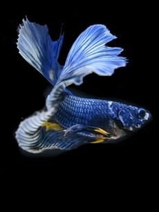 Do Fish Get Thirsty? Here&rsquo;s What Science Says