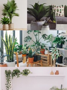 Gardening tips: Turn your home into a plant paradise in 10 ways