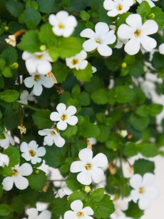 Brahmi leaves: Healthy herb that combats anxiety, improves sleep