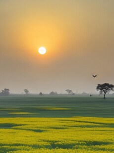 Basant Panchami: 9 tips to brighten your mood, style and home
