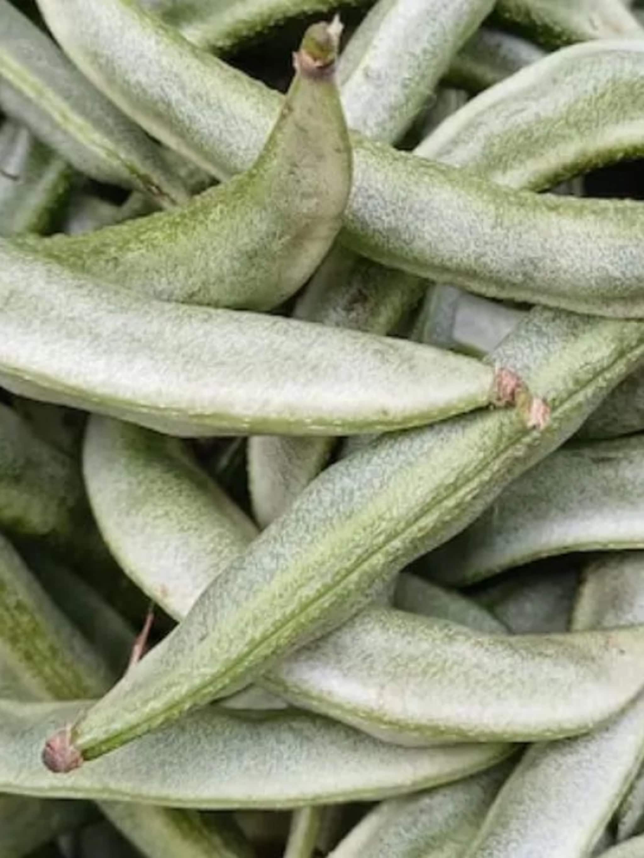 आजारांवर मात करेल ‘ही’ भाजी, डॉक्टरांनी सांगितले फायदे