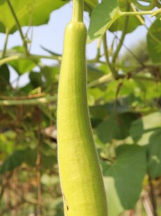 Bottle gourd benefits: 10 reasons lauki should be part of a healthy diet