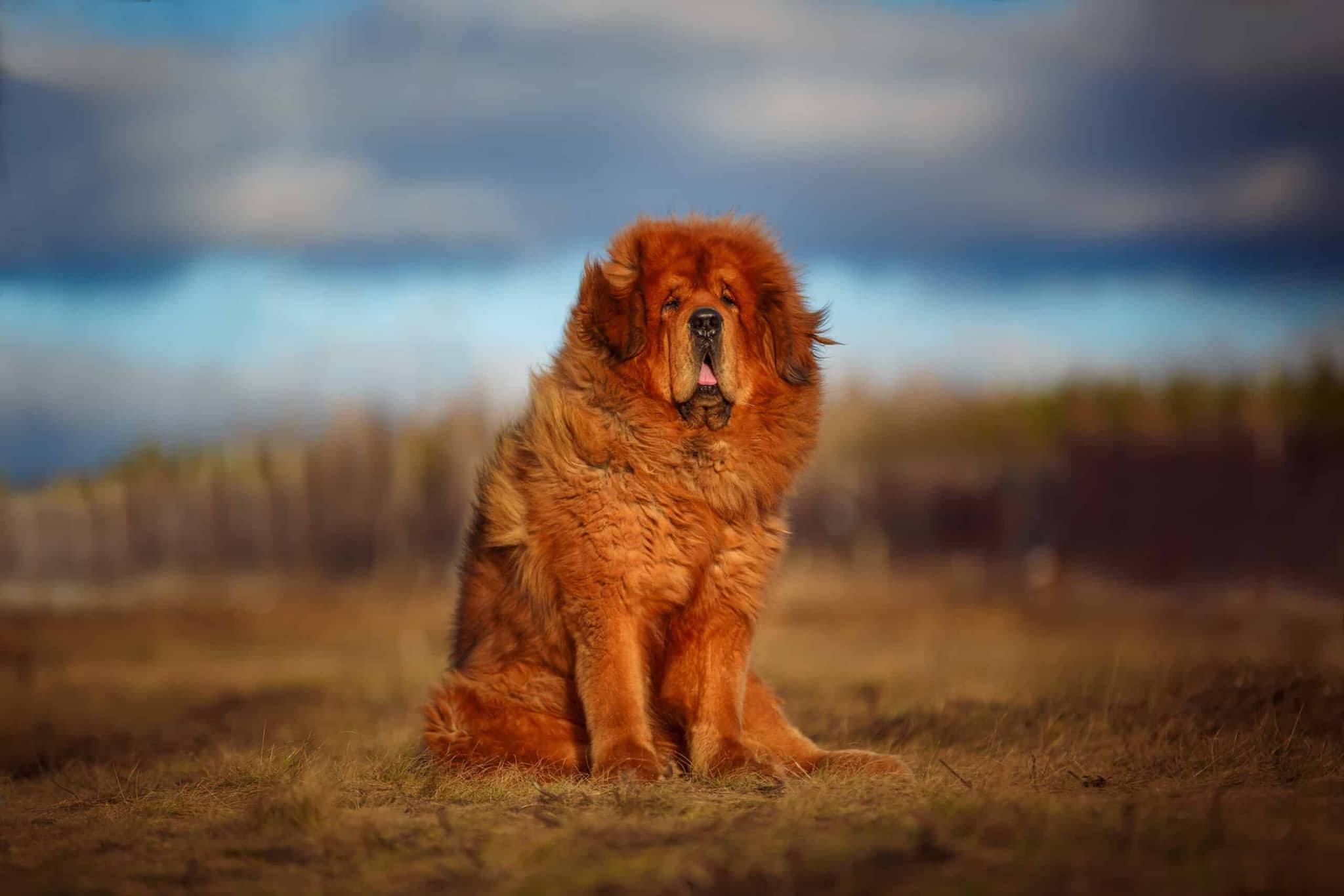 Large Fluffy Dog Breeds: Ultimate Guide & Photos