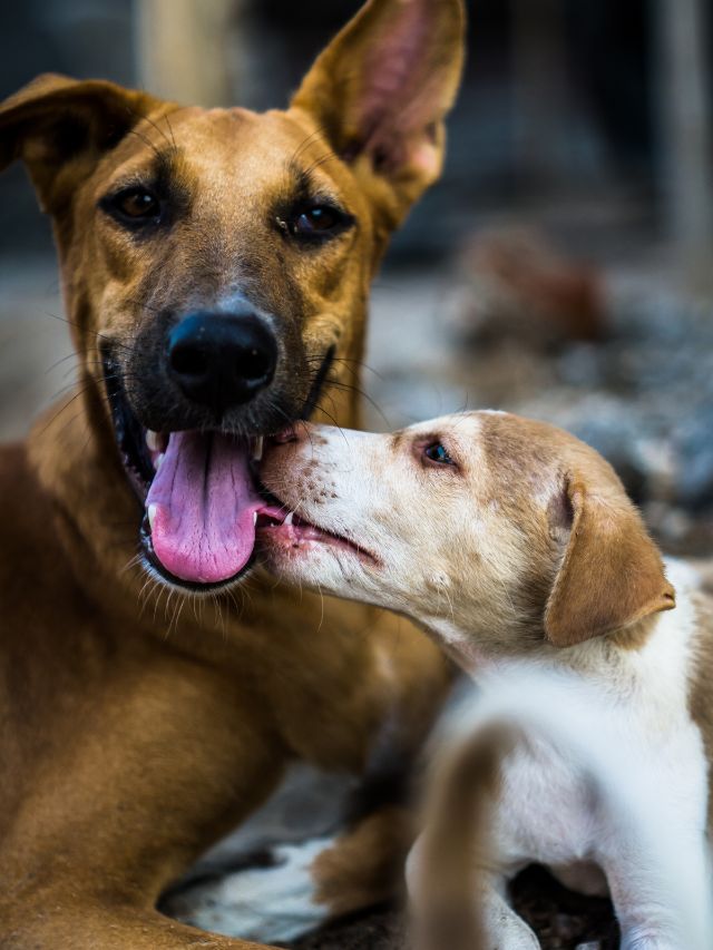 India's 5 Secret Dog Breeds
