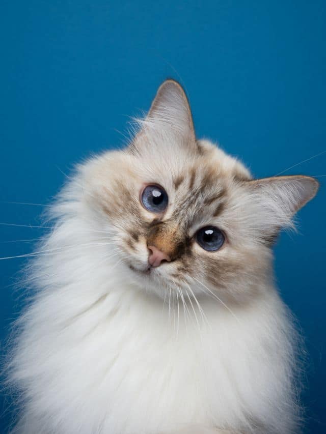 What Breeds of Cats Have Blue Eyes: Stunning Feline Beauties Revealed