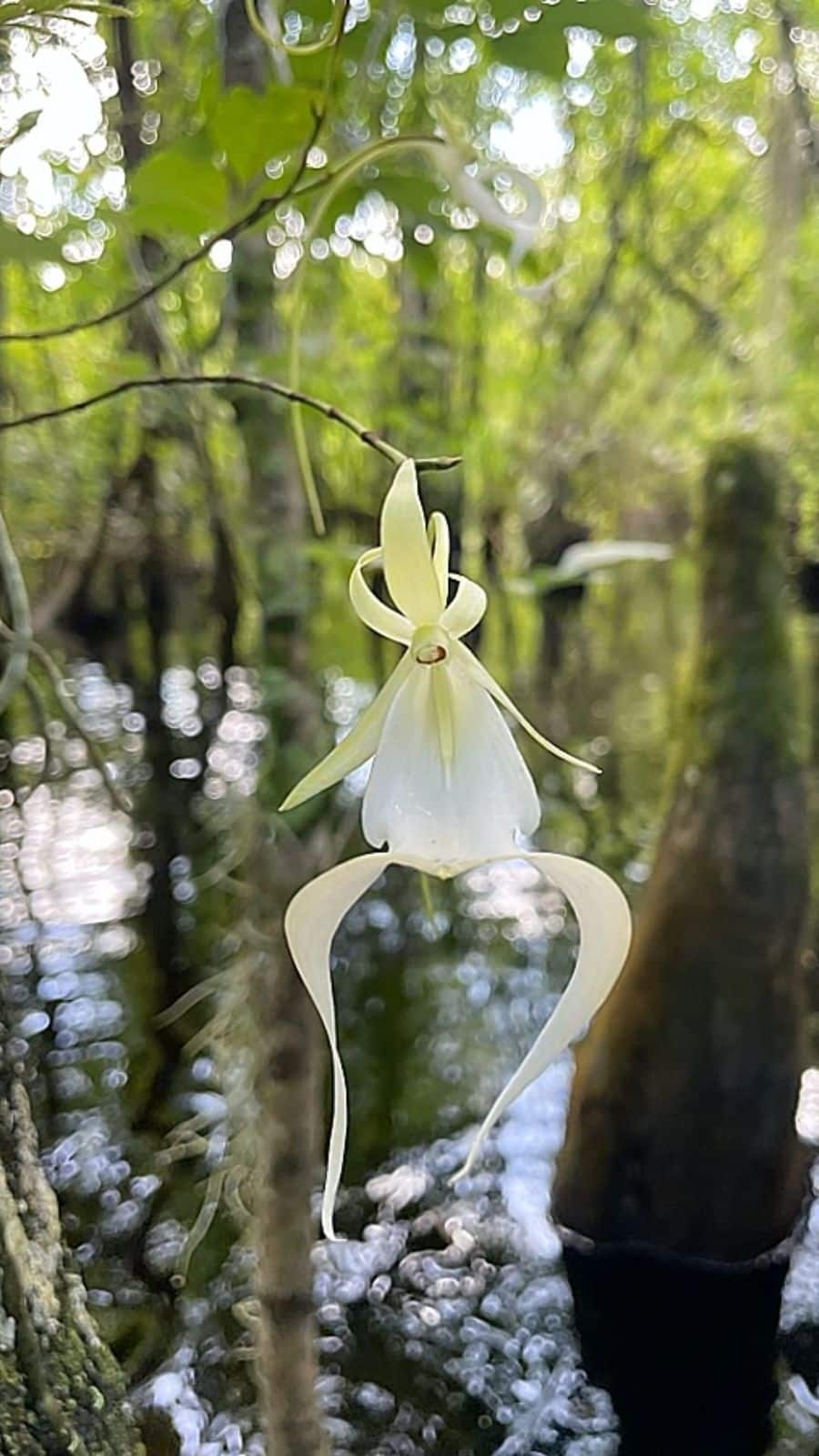 最高品質　超希少入手困難　ホワイトガーデンファントムクォーツ　〜幻雪麗花〜 Ghost Orchid: The Leafless Flower That Seems to Float in the Air