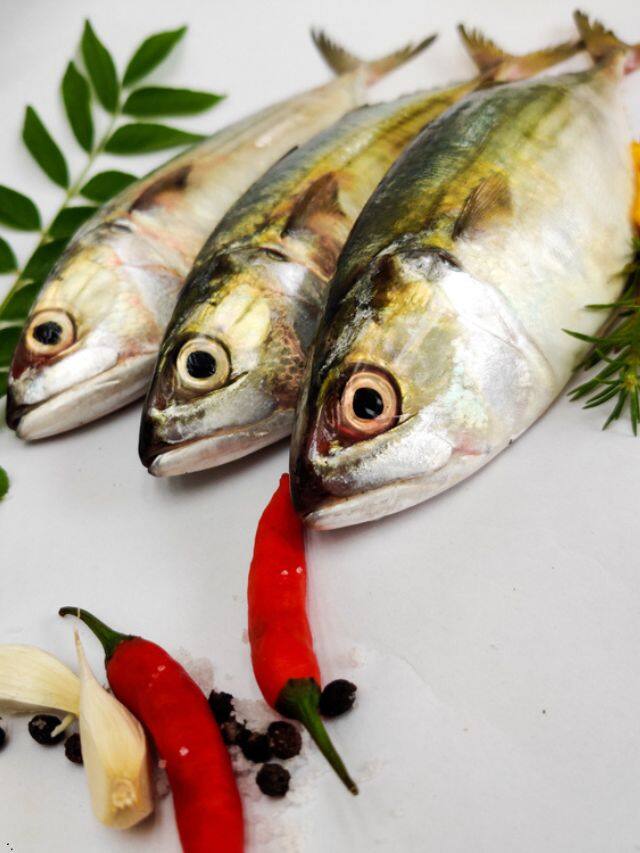 Kummal Fish புற்றுநோய் பாதிப்பை குறைத்து ஆயுளை நீடிக்கும் குமுளா மீனின் மருத்துவ ...