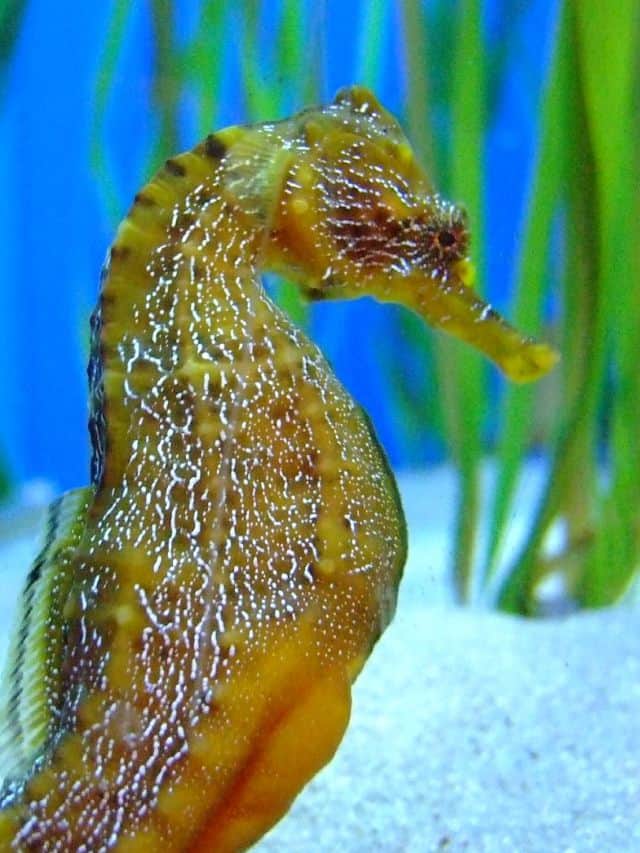 5-animals-that-give-birth-through-their-mouth