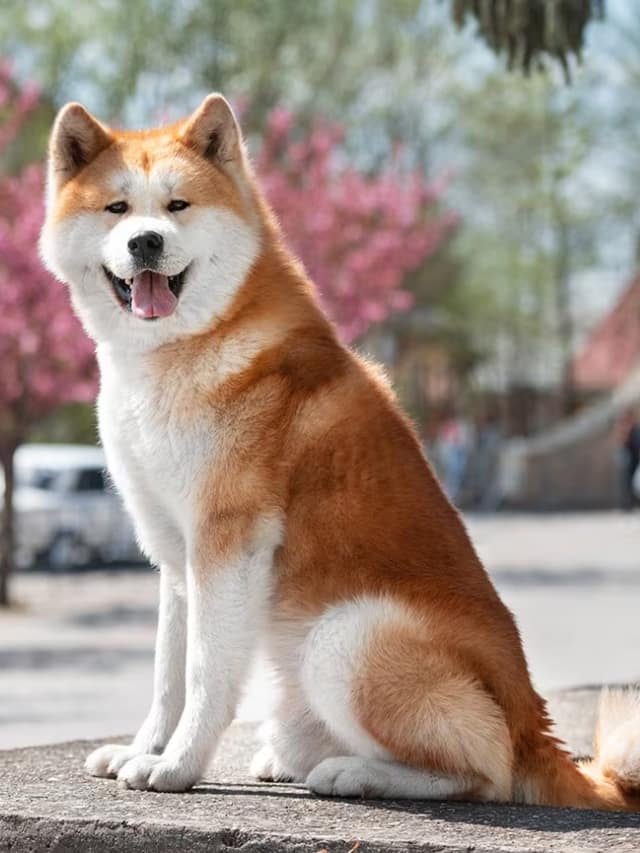 in india most costly breed of dog