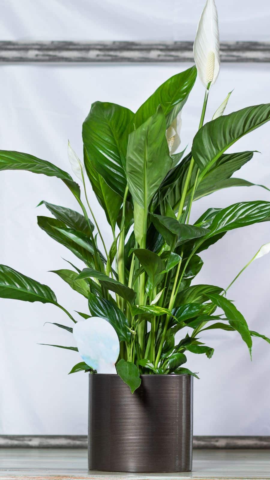 Home gardening tips: 10 health benefits of growing a Peace Lily