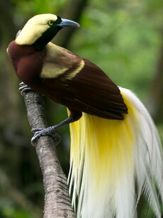 Meet the Bird of Paradise: The Most Beautiful Bird on Earth