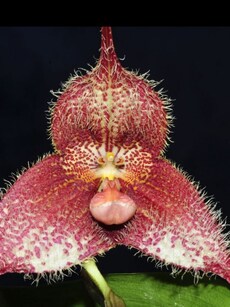 Dracula simia: The rare orchid that looks like a monkey