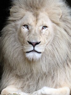 9 Rare White Lion Secrets That Will Leave You Speechless