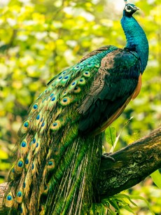 5 Potent Astrological Remedies of Peacock Feathers