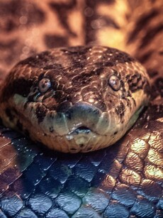 Anaconda: Is This the Largest Snake in the World?