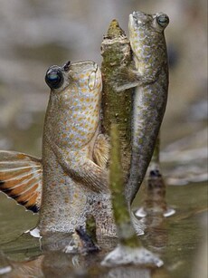 Mudskippers: The Strange Fish That Walks on Land
