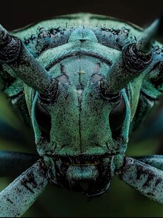 Insect Photography: 10 Astonishing Images of Nature&rsquo;s Tiniest Animals