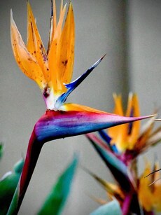 Bird of Paradise: The Exotic Flower That Looks Like a Flying Bird