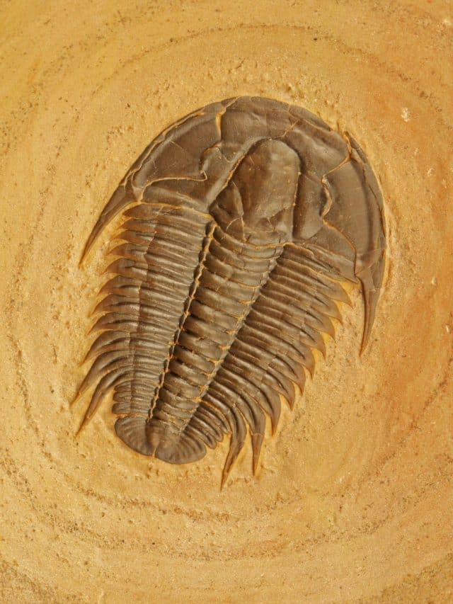 10 Oldest Animal Fossils Ever Discovered and Who They Belonged To