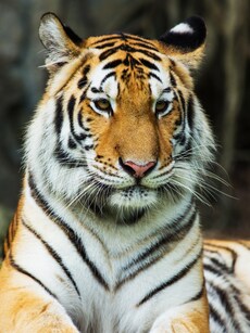 India Now Hosts 75% of the World&rsquo;s Tigers