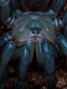 Meet the World’s Oldest Spider: Tragically Killed by a Wasp Sting