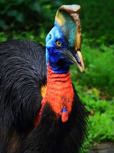 Meet Cassowary: The World’s Most Dangerous Bird