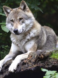 Did dogs evolve from wolves? New scientific study says it’s true