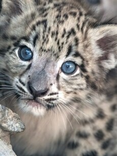 10 animals with the most beautiful eyes in the world