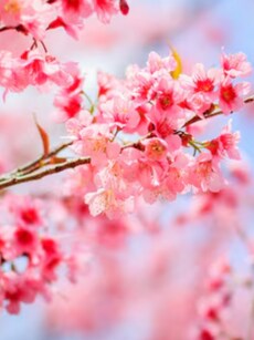 Pink Paradise: 10 Enchanting Cherry Blossom Images