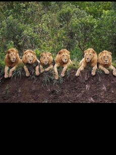 Meet Mapogo Coalition: The World’s Deadliest Lions Ever to Exist