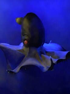 Top 9 Mysterious Deep Sea Creatures That Will Blow Your Mind