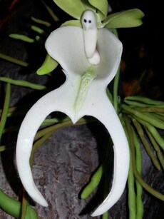 Ghost Orchid: The Leafless Flower That Seems to Float in the Air