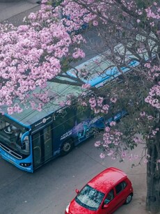Bengaluru’s Spring Bloom: Trumpet Trees Paint the City Pink