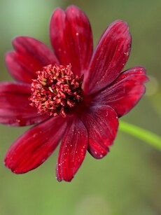 Chocolate Cosmos: A Beautiful Flower That Smells Like Chocolate