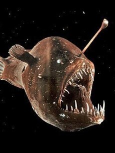 Meet the Ghostly Black Seadevil Anglerfish: A Rare Deep-Sea Predator